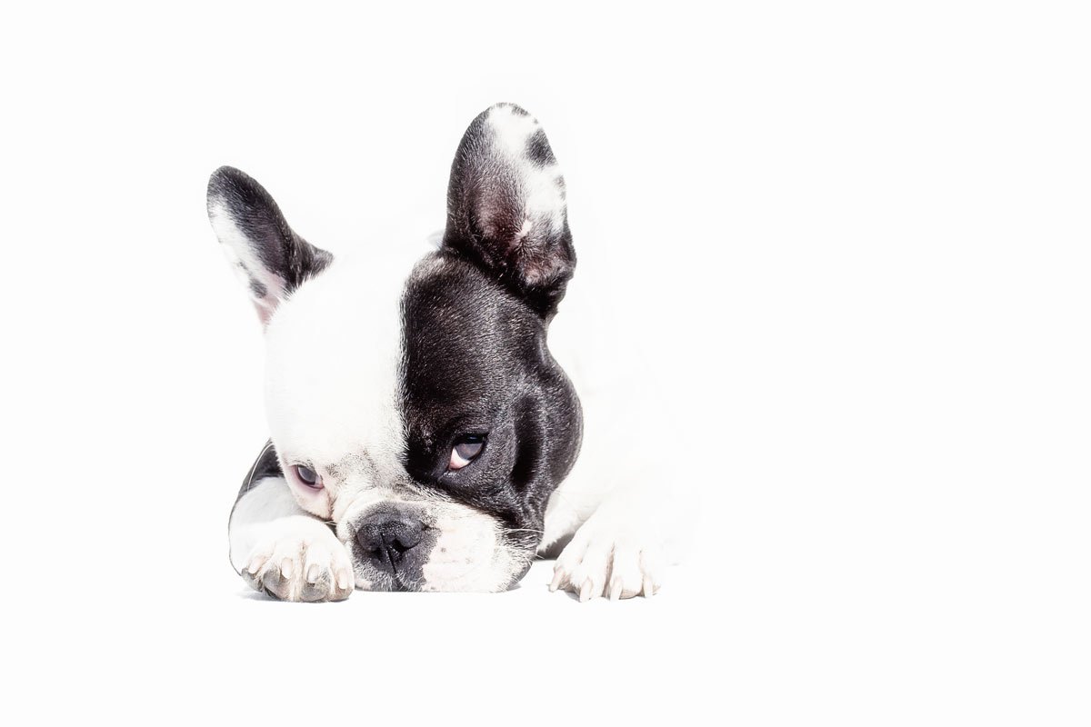Hundefotofrafie französische Bulldogge